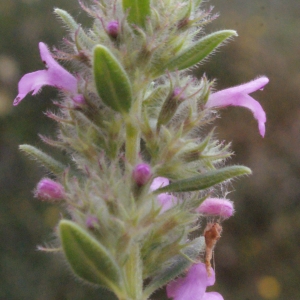 Photographie n°240473 du taxon Micromeria graeca (L.) Benth. ex Rchb. [1831]