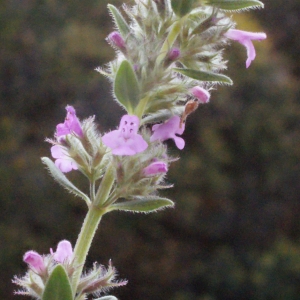 Micromeria graeca (L.) Benth. ex Rchb. (Micromérie de Grèce)