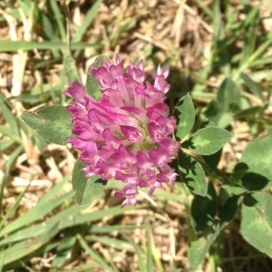 Photographie n°240505 du taxon Trifolium pratense L. [1753]