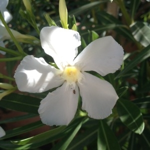 Photographie n°240507 du taxon Nerium oleander L. [1753]