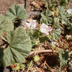 Photographie n°240520 du taxon Malva neglecta Wallr.