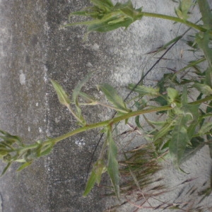 Photographie n°240525 du taxon Asteraceae