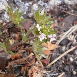 Photographie n°240528 du taxon Sherardia arvensis L. [1753]