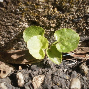 Photographie n°240530 du taxon Viola L. [1753]