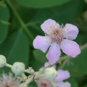 Photographie n°240535 du taxon Rubus ulmifolius Schott [1818]