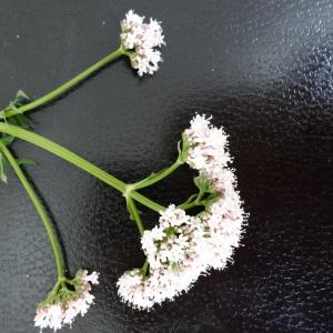 Photographie n°240576 du taxon Valeriana officinalis L. [1753]