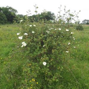 Photographie n°240580 du taxon Rosa arvensis Huds. [1762]