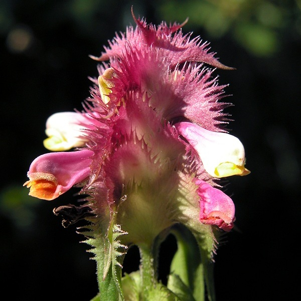 Melampyrum cristatum L. [nn41586] par liliane Pessotto le 28/05/2003 - Saint-Antonin-Noble-Val