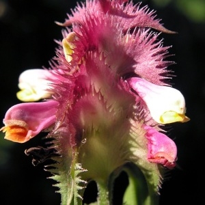 Photographie n°240609 du taxon Melampyrum cristatum L.