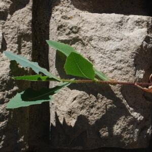 Photographie n°240626 du taxon Lactuca serriola L. [1756]