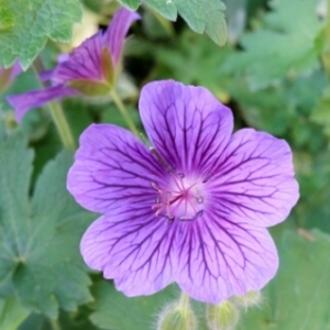 Photographie n°240673 du taxon Geranium palustre L. [1756]