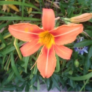 Photographie n°240684 du taxon Hemerocallis fulva (L.) L. [1762]