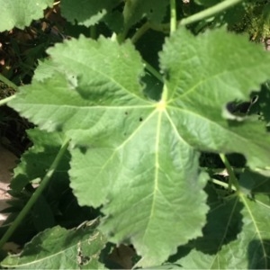 Photographie n°240691 du taxon Alcea rosea L.