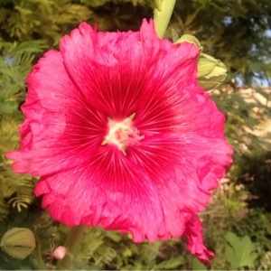 Photographie n°240692 du taxon Alcea rosea L.