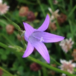 Photographie n°240698 du taxon Campanula rapunculus L. [1753]