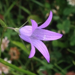 Photographie n°240700 du taxon Campanula rapunculus L. [1753]