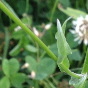 Photographie n°240701 du taxon Campanula rapunculus L. [1753]