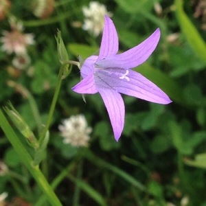 Photographie n°240702 du taxon Campanula rapunculus L. [1753]