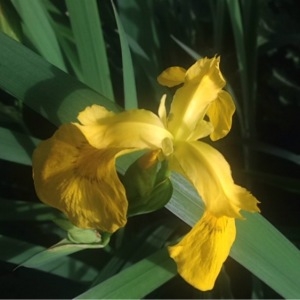 Photographie n°240723 du taxon Iris pseudacorus L. [1753]