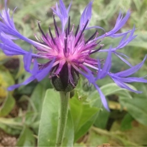 Photographie n°240731 du taxon Cyanus montanus (L.) Hill [1768]