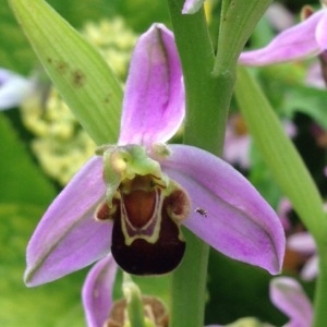 Photographie n°240734 du taxon Ophrys apifera Huds. [1762]