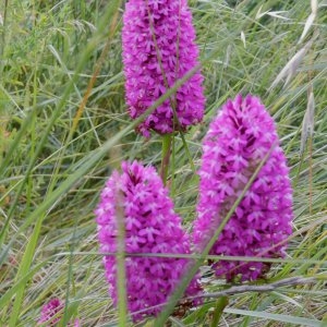 Photographie n°240743 du taxon Anacamptis pyramidalis var. pyramidalis