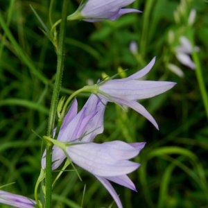 Photographie n°240746 du taxon Campanula rapunculus subsp. rapunculus