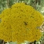  Brigitte GEYRES - Achillea filipendulina Lam. [1783]