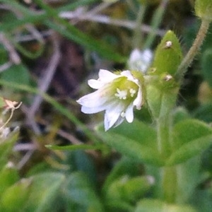 Photographie n°240778 du taxon Cerastium glomeratum Thuill. [1799]