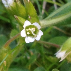 Photographie n°240780 du taxon Cerastium glomeratum Thuill. [1799]