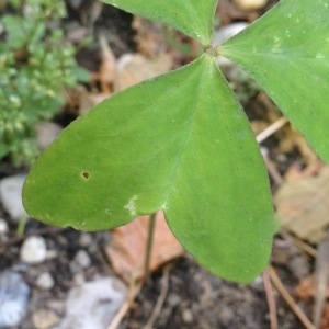 Photographie n°240788 du taxon Oxalis latifolia Kunth [1822]