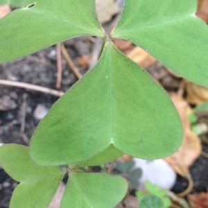 Photographie n°240789 du taxon Oxalis latifolia Kunth [1822]