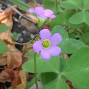 Photographie n°240791 du taxon Oxalis latifolia Kunth [1822]