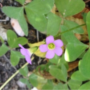 Photographie n°240792 du taxon Oxalis latifolia Kunth [1822]