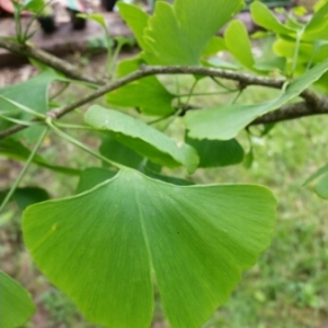 Photographie n°240809 du taxon Ginkgo biloba L. [1771]