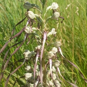 Photographie n°240847 du taxon Himantoglossum hircinum (L.) Spreng. [1826]