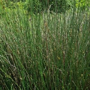 Photographie n°240865 du taxon Juncus inflexus L. [1753]