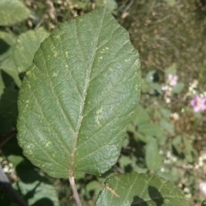 Photographie n°240949 du taxon Rubus ulmifolius Schott [1818]