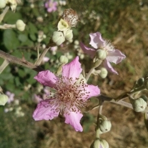 Photographie n°240950 du taxon Rubus ulmifolius Schott [1818]