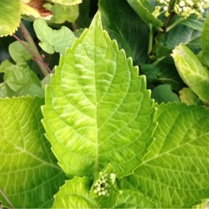 Photographie n°240989 du taxon Hydrangea macrophylla (Thunb.) Ser. [1830]