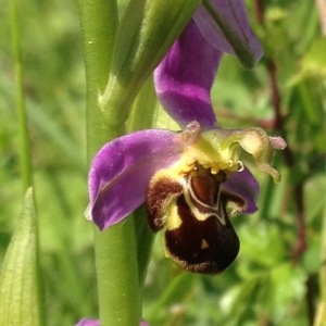 Photographie n°241028 du taxon Ophrys apifera Huds. [1762]