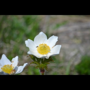 Anemone sp.