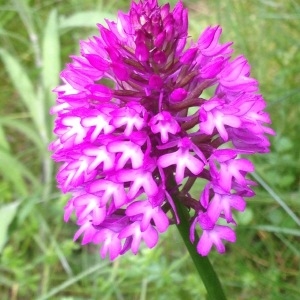 Photographie n°241041 du taxon Anacamptis pyramidalis (L.) Rich. [1817]