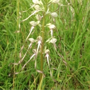 Photographie n°241052 du taxon Himantoglossum hircinum (L.) Spreng. [1826]