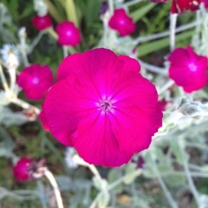 Photographie n°241079 du taxon Silene coronaria (L.) Clairv.