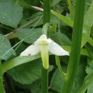 Photographie n°241094 du taxon Platanthera bifolia (L.) Rich. [1817]