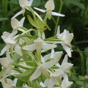 Photographie n°241095 du taxon Platanthera bifolia (L.) Rich. [1817]