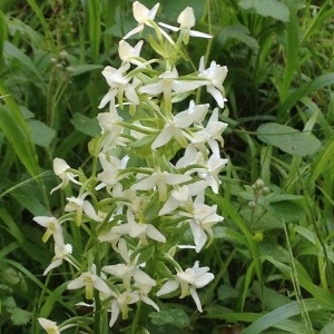 Photographie n°241096 du taxon Platanthera bifolia (L.) Rich. [1817]