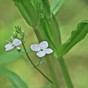 Photographie n°241101 du taxon Veronica scutellata L. [1753]