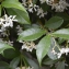  Patrice Giraudeau - Trachelospermum jasminoides (Lindl.) Lem. [1851]